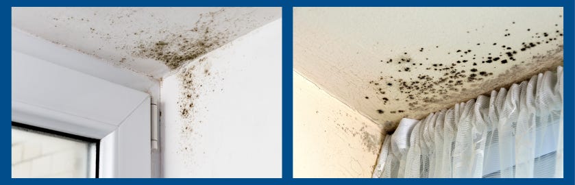 mould at an early stage